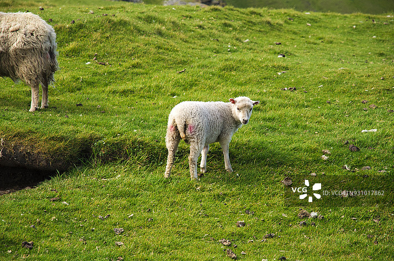 设得兰群岛安斯特海岬Hermaness的两只羊图片素材