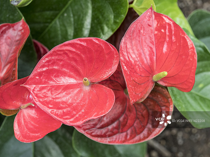 近景鲜花新热带红掌在阳光下照亮花园，与背景散焦。图片素材