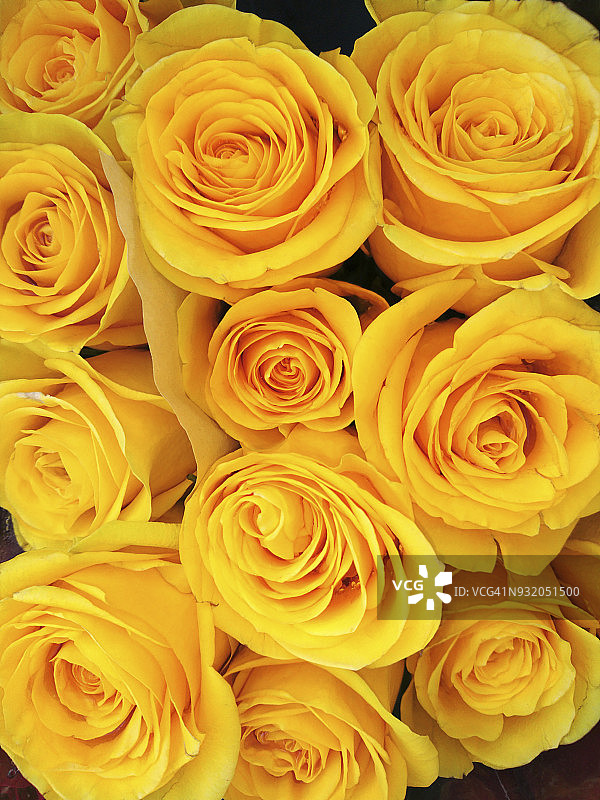 一组盛开的黄色玫瑰和螺旋图案的特写。图片素材