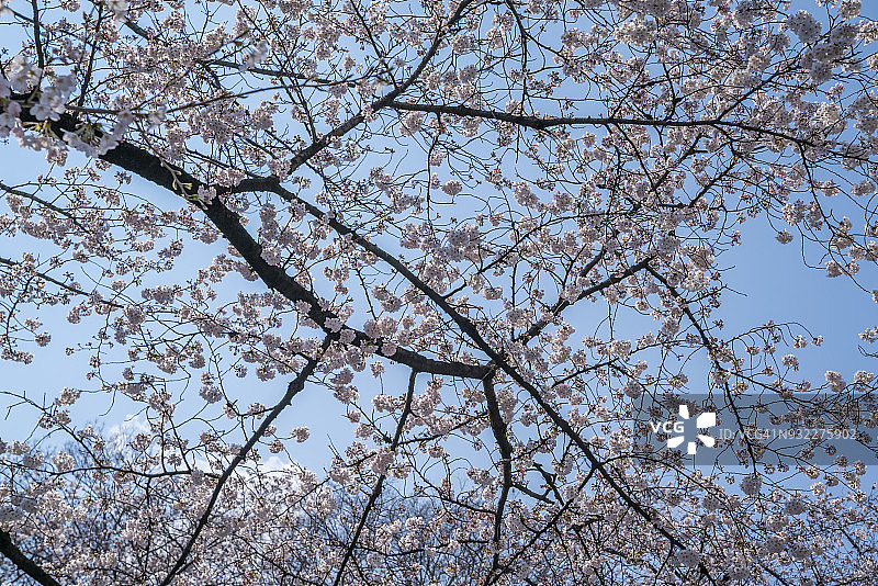 东京上野公园的樱花图片素材