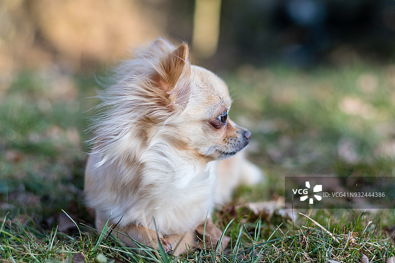 可爱的小吉娃娃狗躺在草地上环顾四周图片素材