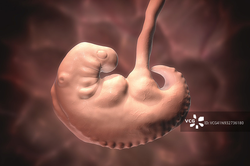 第4周胚胎，插图图片素材
