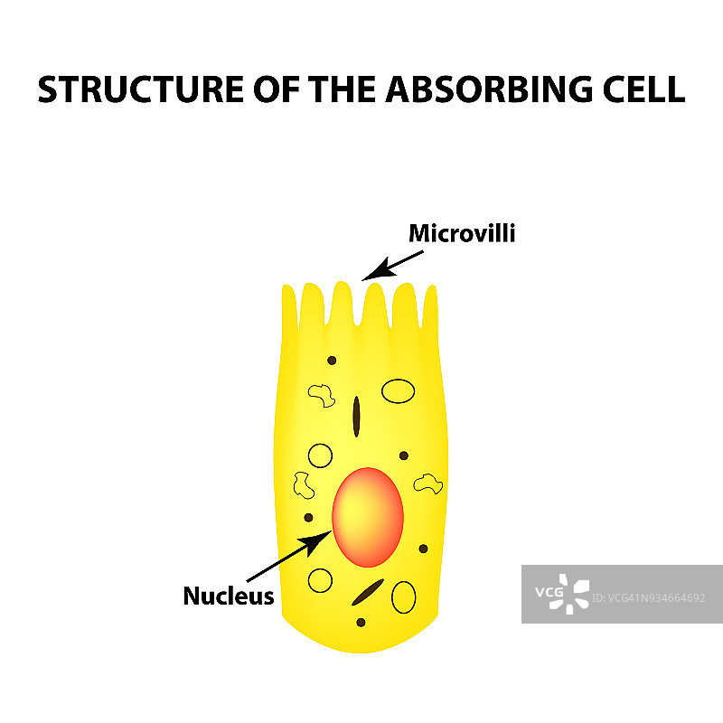 肠上皮细胞的结构。肠吸收细胞。信息图。矢量插图在孤立的背景。图片素材