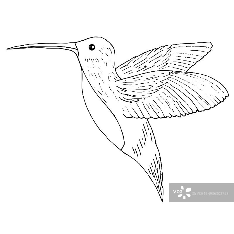 蜂鸟插图，colibri鸟图片素材