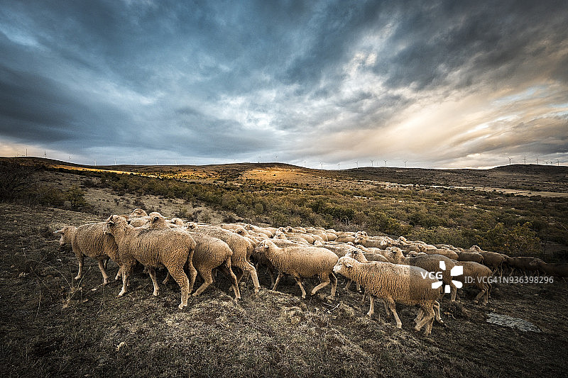 在西班牙的一条渡鸦路线上的羊图片素材