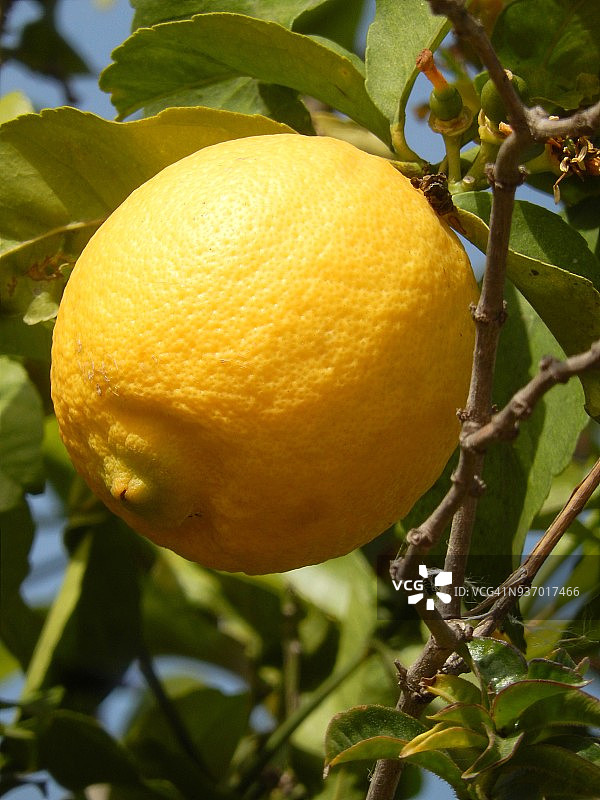 春天树上的柠檬，成熟了图片素材