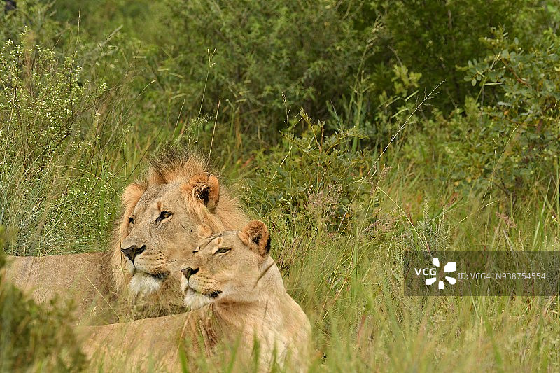 两只野生狮子在南非进行狩猎摄影图片素材