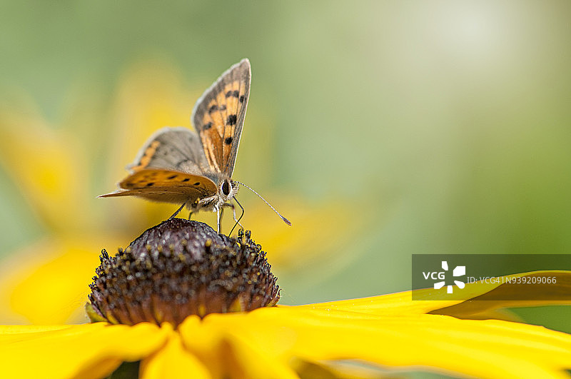 一种小型铜蝴蝶，美洲铜蝴蝶或普通铜蝴蝶，从一种黄色松果花上采集花粉图片素材