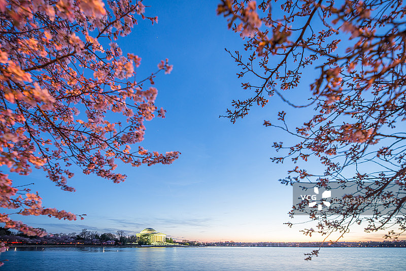 美丽的午后，樱花盛开的杰弗逊纪念堂图片素材