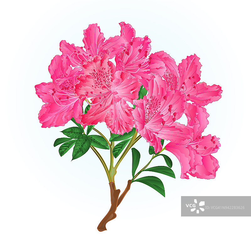 粉红杜鹃花枝山灌木复古矢量插图可编辑图片素材