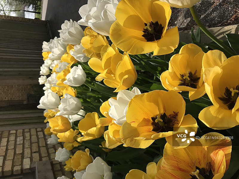 白色和黄色的郁金香在花园里盛开图片素材