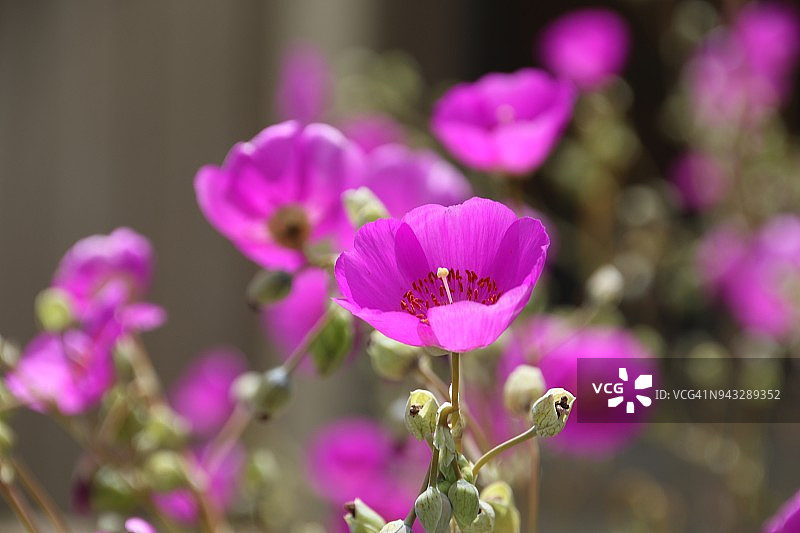 多肉植物的紫色花朵，茎长图片素材