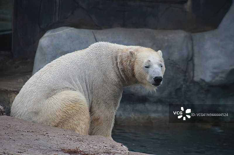 由于海冰融化和缺乏狩猎机会，美丽的北极熊受到气候变化的威胁。这种动物对加拿大土著来说也很重要，因为它们提供食物和保暖的皮毛图片素材