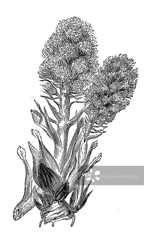 植物学植物仿古雕刻插图:杂交蔷薇(款冬)图片素材