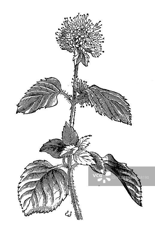 植物学植物仿古雕刻插图:薄荷(水薄荷)图片素材