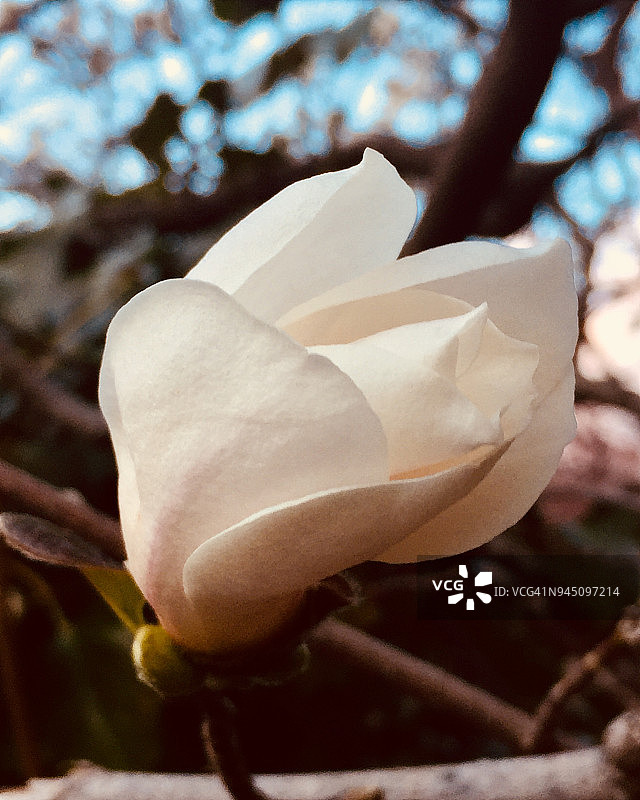 庆祝春天:美丽的玉兰花开始绽放图片素材