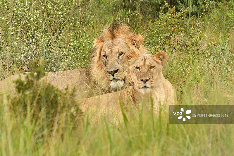 野生雄狮和母狮在高草在非洲图片素材