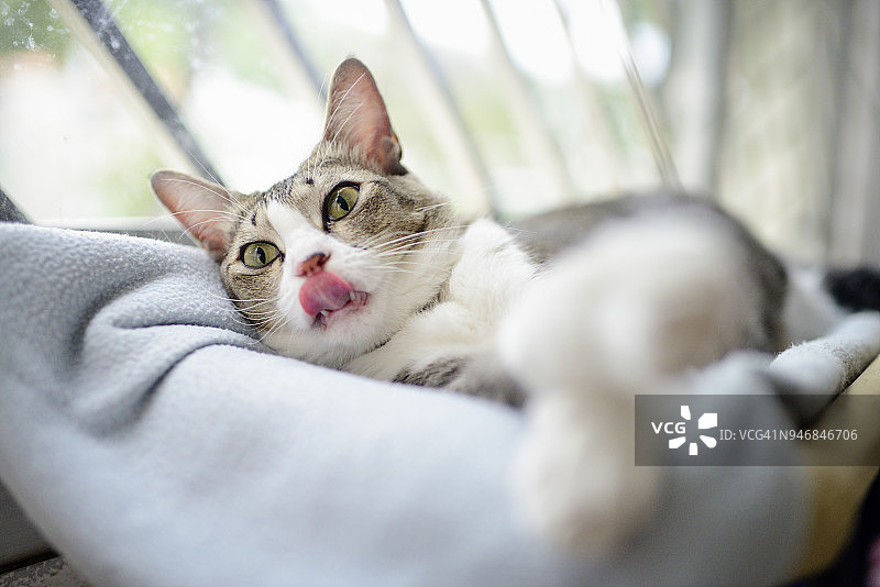 猫放松在窗户吊床上，她的舌头图片素材