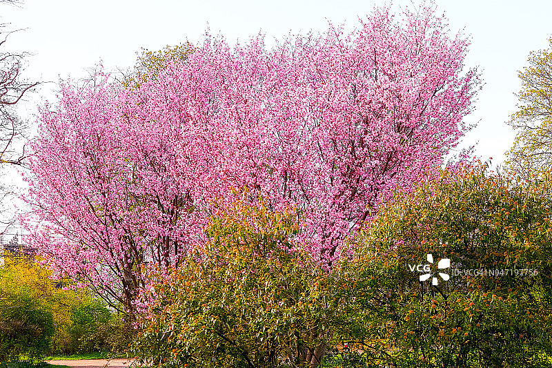 公园里绽放的粉红樱桃树图片素材