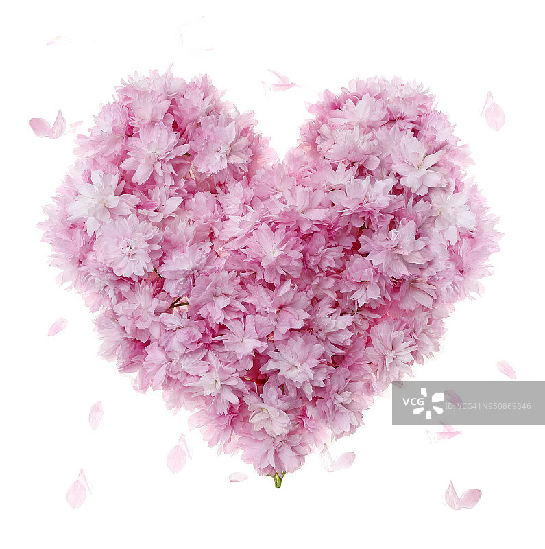 粉红色的樱花被用来制造心形，白色的。图片素材