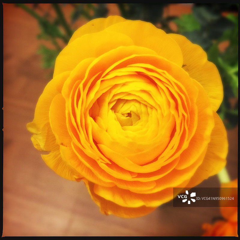 黄色花玫瑰图片素材