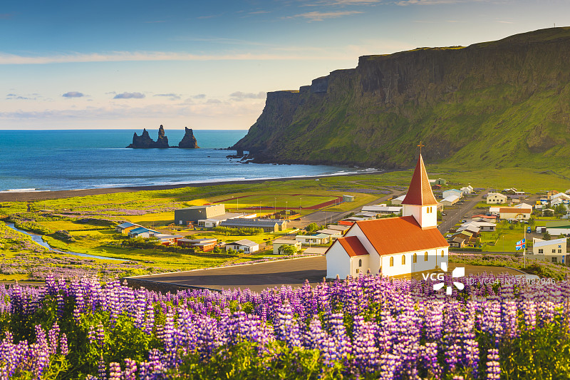 冰岛维克村盛开的罗苹花图片素材