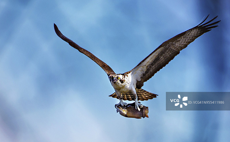 在贝尔蒙特湖州立公园，鱼鹰和他的鱼飞向摄像机图片素材