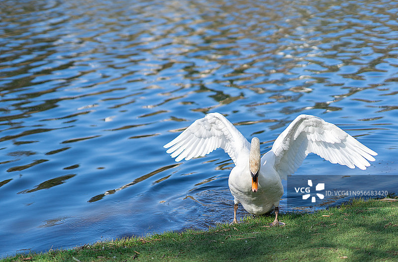 美丽优雅的天鹅在池塘边的春天。图片素材