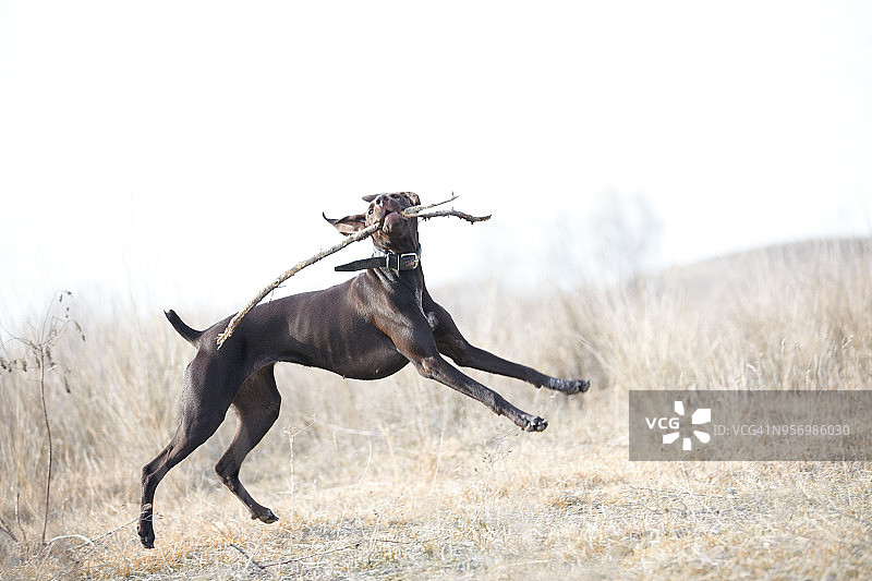 在大草原上狩猎的德国猎狗图片素材