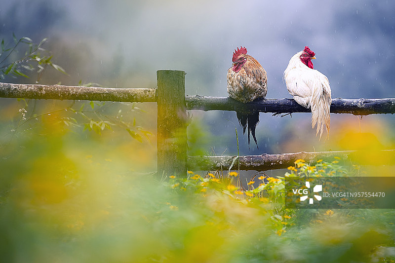 下雨的时候，两只鸡在篱笆上图片素材