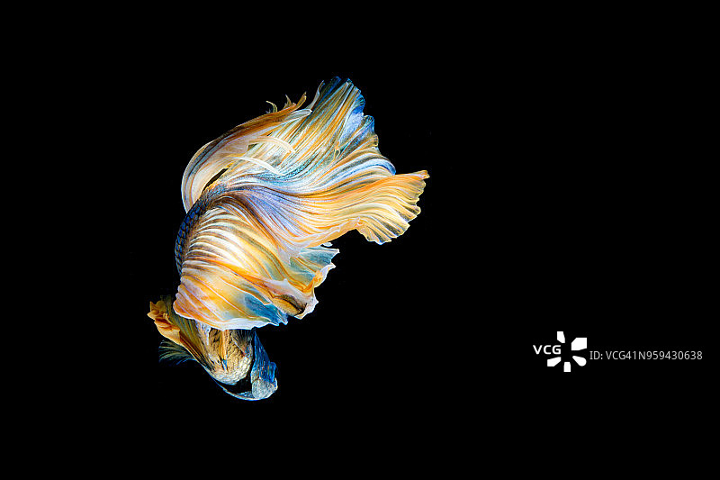 斗鱼(半月鱼)或暹罗斗鱼和对比颜色图片素材