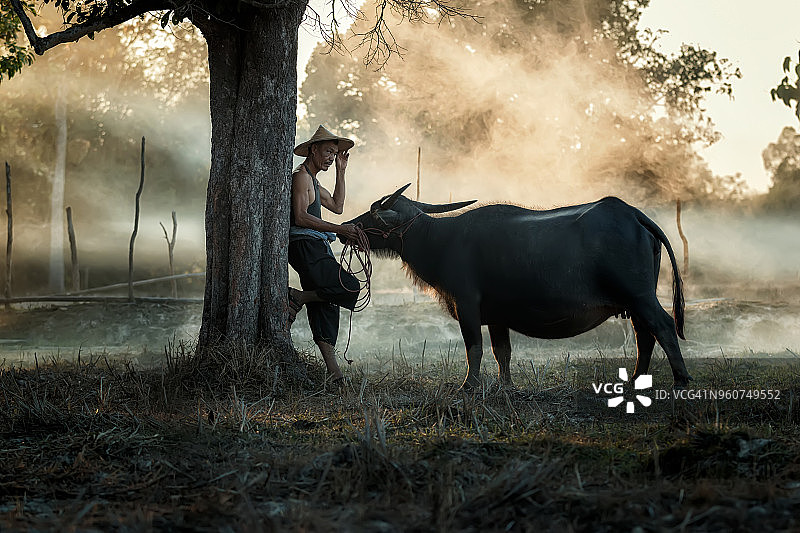 泰国农民和水牛走过田野，回家与日落，在稻田中耕作。图片素材