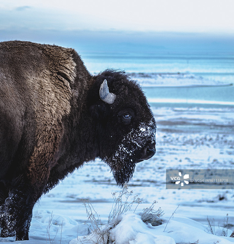 雪地上美洲野牛的侧视图图片素材