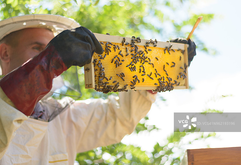 养蜂人穿着防护服，检查装有蜜蜂蜂巢的框架图片素材