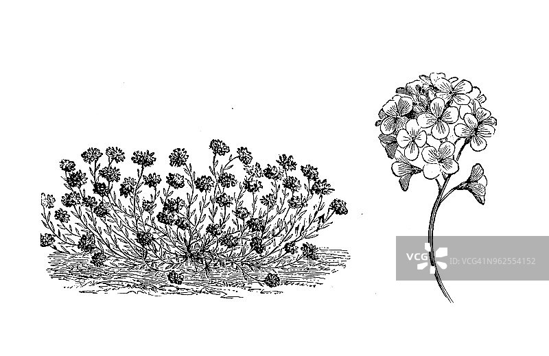 植物学植物古版画插图:紫堇图片素材