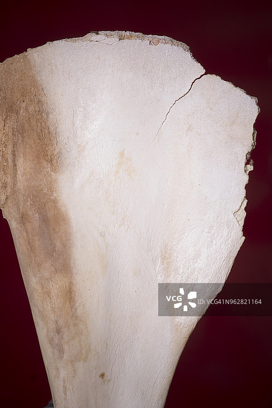 非洲，北非，毛里塔尼亚，2000年:撒哈拉沙漠中发现的骆驼肩胛骨(探险家)图片素材