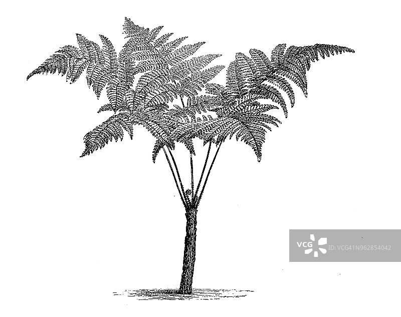 植物学植物仿古雕刻插图:天竺寺图片素材