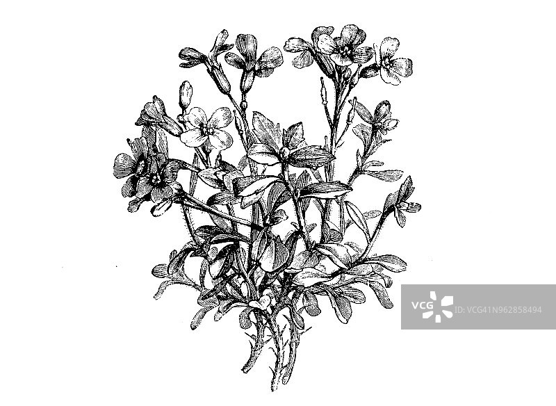 植物学植物古版画插图图片素材