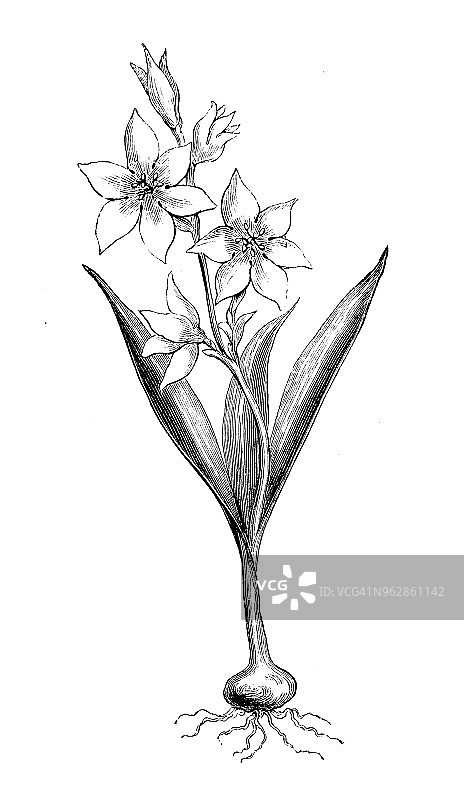植物学植物仿古雕刻插图:Babiana stricta(狒狒花、蓝小苍兰)图片素材