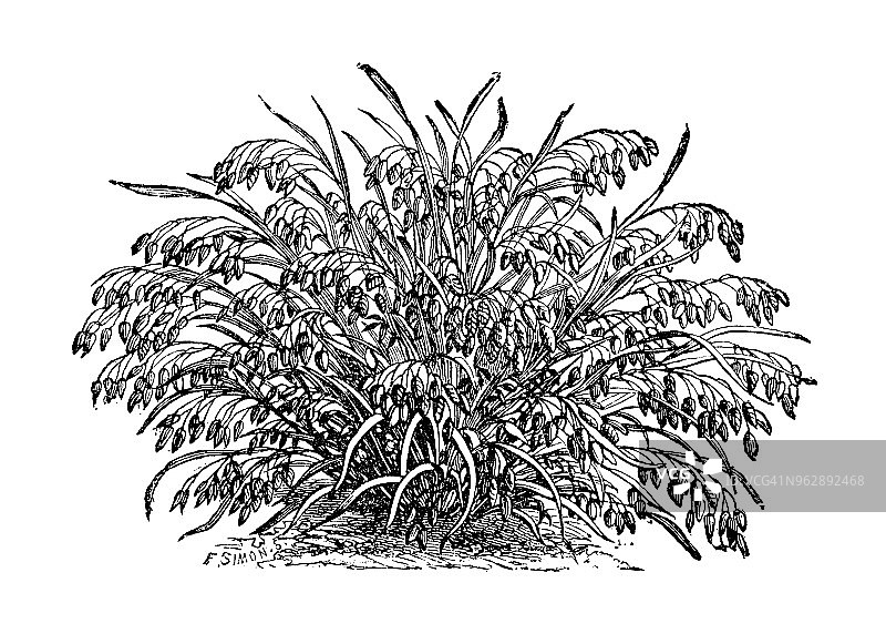 植物学植物仿古雕刻插图:响尾蛇雀图片素材