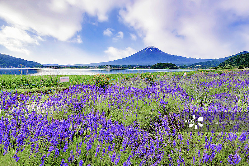 日本，川口湖，富士山和大石公园的薰衣草田图片素材