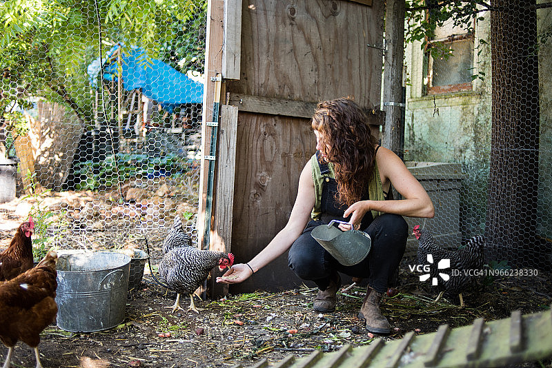 在家禽饲养场喂鸡的妇女图片素材