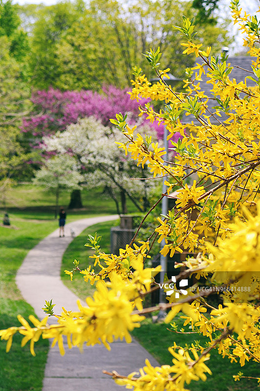 公园小径上春天的色彩图片素材