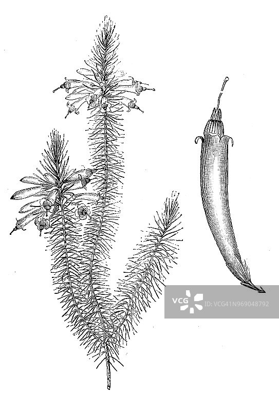 植物学植物仿古雕刻插图:大花埃里卡图片素材