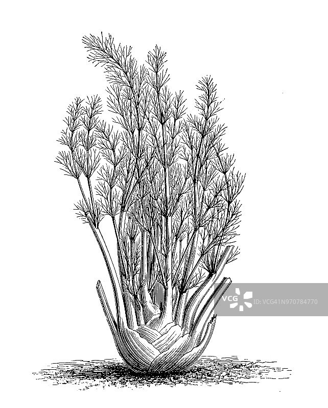 植物学植物古版画插图:茴香图片素材