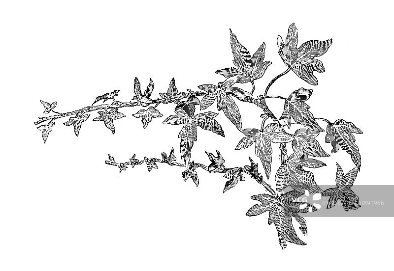 植物学植物仿古雕刻插图:毛地黄图片素材