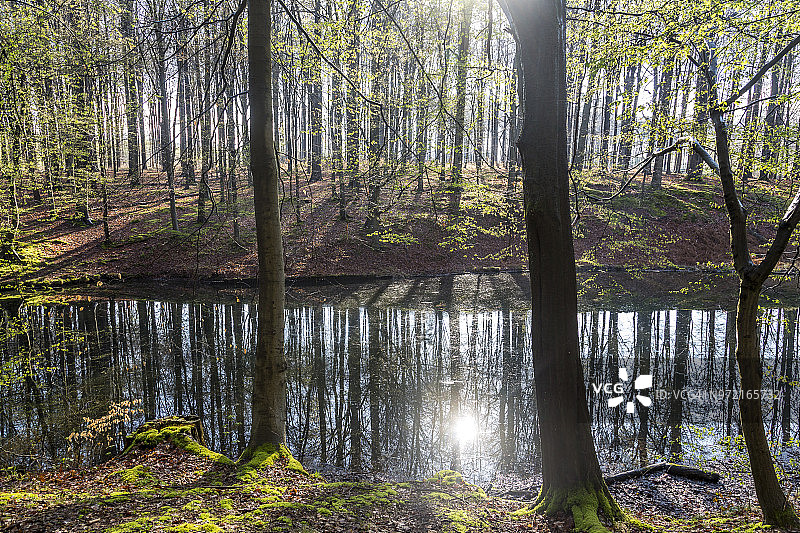 春天山毛榉林中的一个湖图片素材