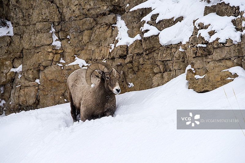 冬天的大角羊图片素材