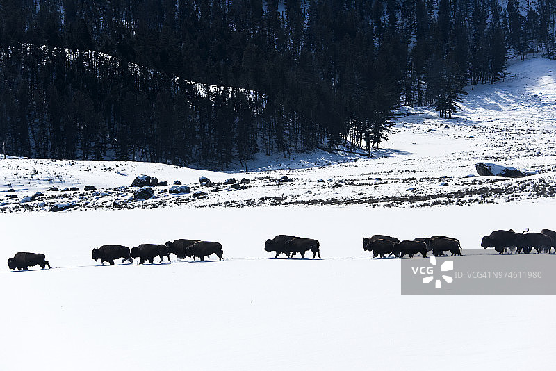 野牛在冬天图片素材
