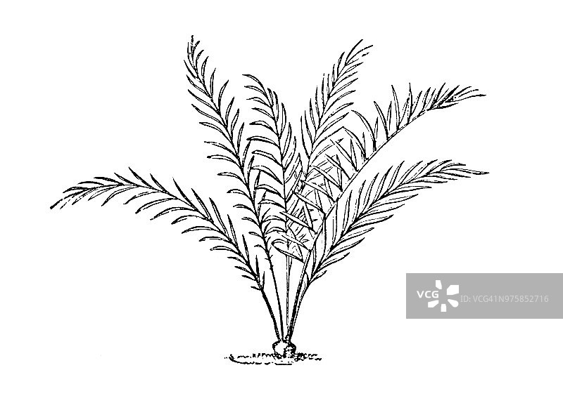 植物学植物仿古雕刻插图:大花草图片素材